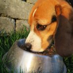 types of dog food