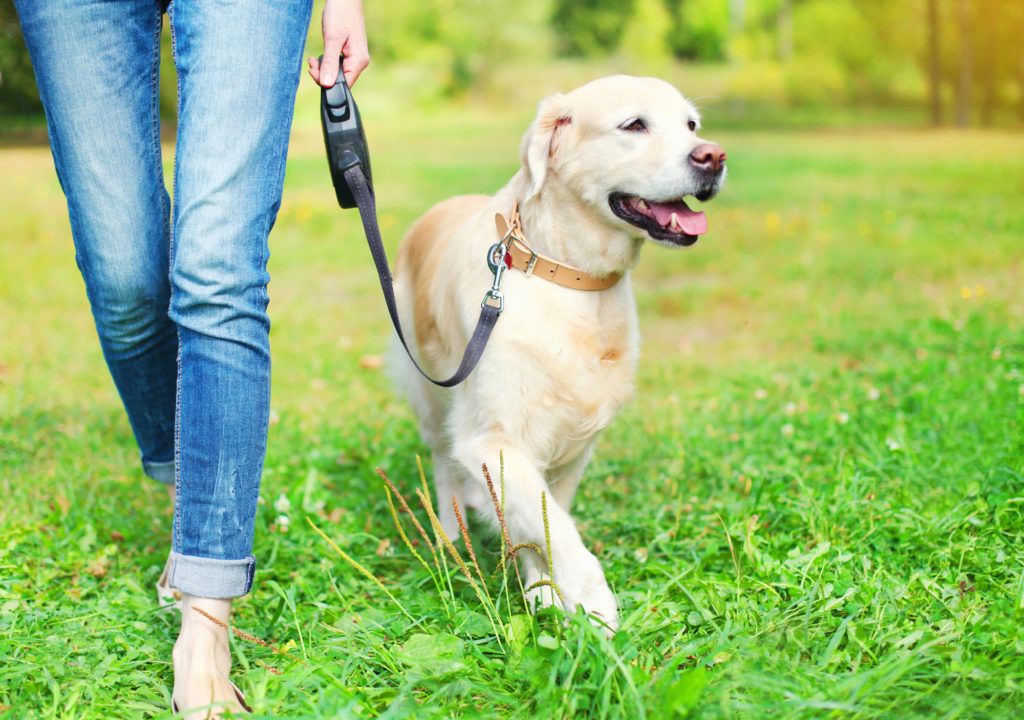 joint health for dogs
