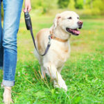 joint health for dogs