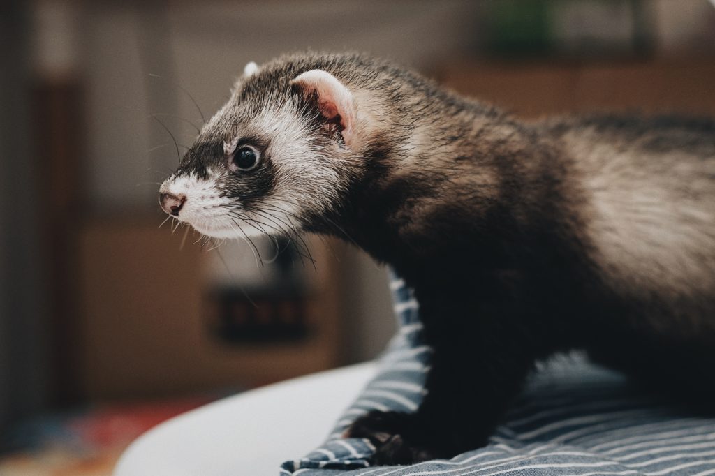 ferret toys