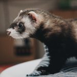 ferret toys