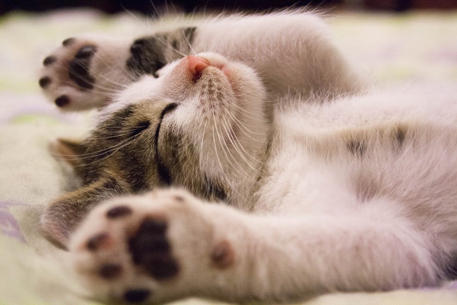 how to groom a cat