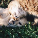 is pet insurance worth it