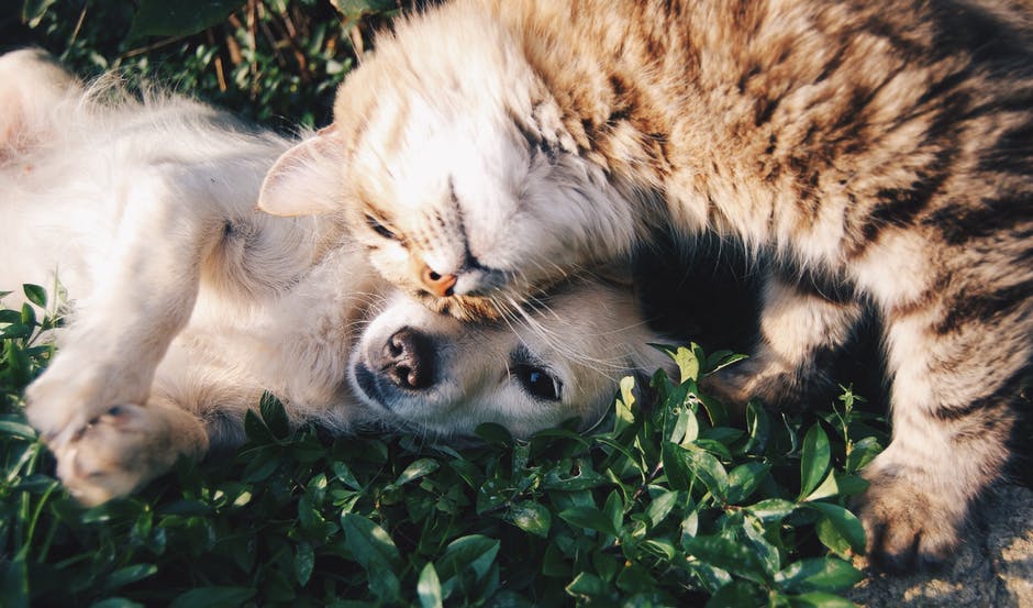 is pet insurance worth it