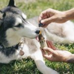 pet tincture