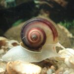 aquarium snails