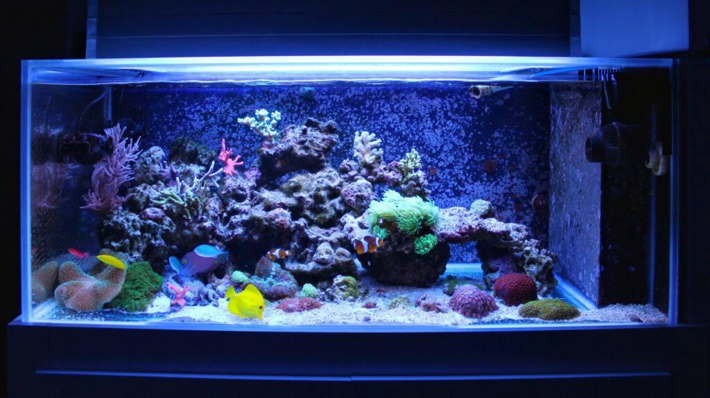 first aquarium