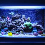 first aquarium