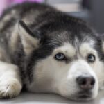 husky facts