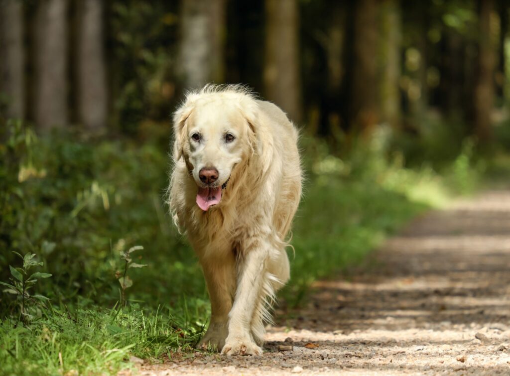 how do you know if your dog is suffering