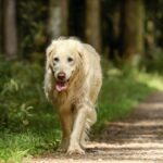 how do you know if your dog is suffering