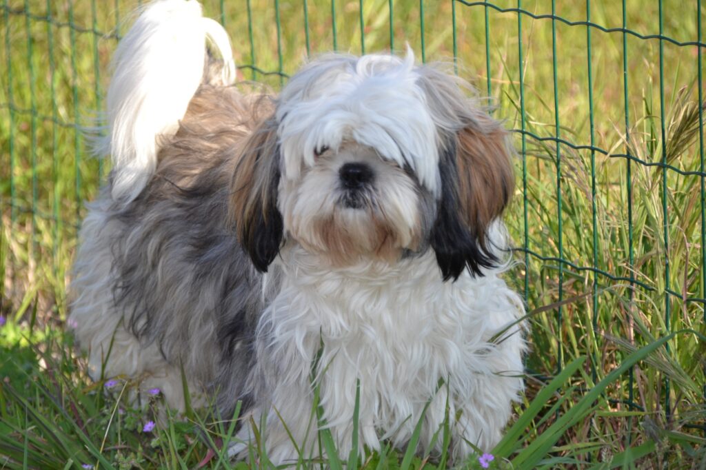 how much food should a shih tzu eat