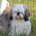 how much food should a shih tzu eat