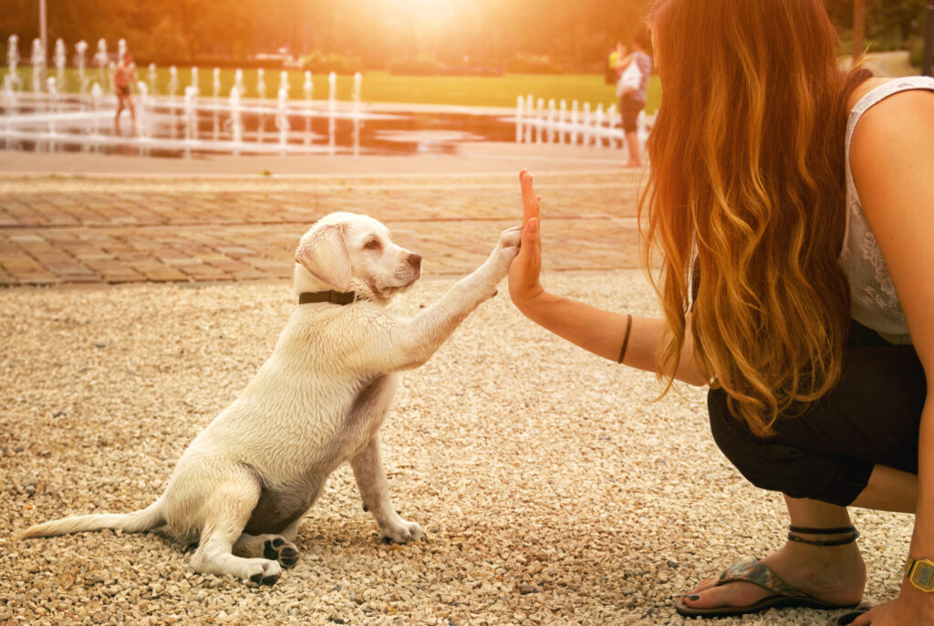 how to make a newly adopted dog feel at home