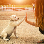 how to make a newly adopted dog feel at home