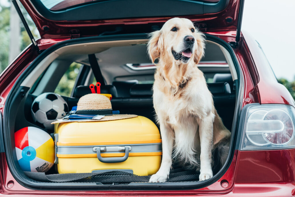 traveling with a pet