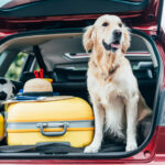 traveling with a pet