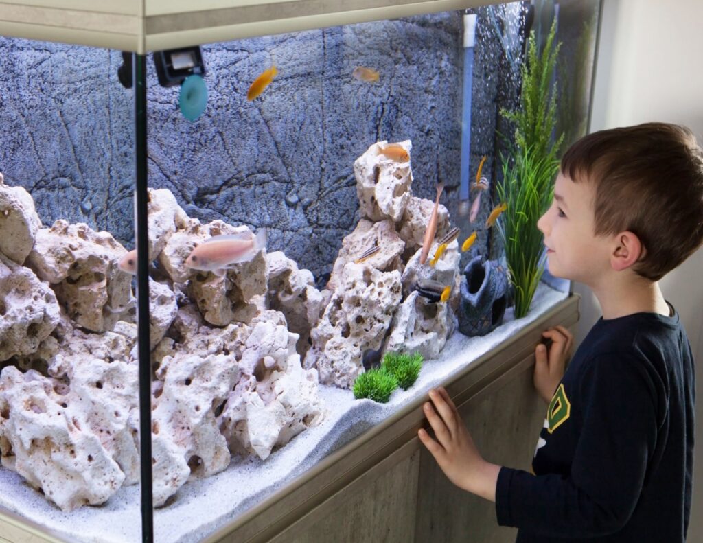 best aquarium fish for beginners