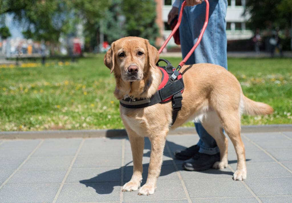 different types of service dogs
