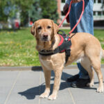 different types of service dogs