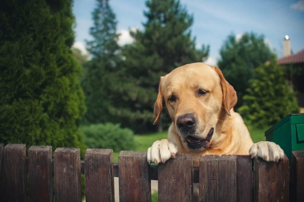 DIY Dog Fence