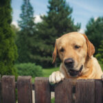 DIY Dog Fence