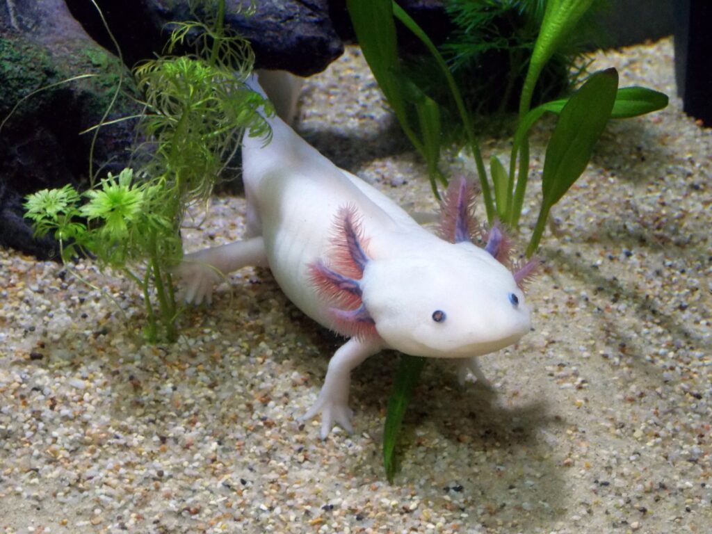 how to care for an axolotl