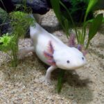 how to care for an axolotl