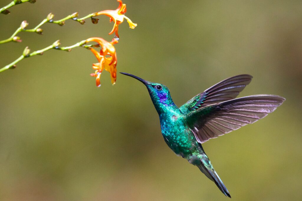 what attracts hummingbirds