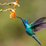 what attracts hummingbirds