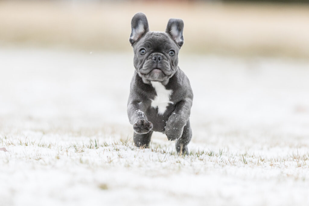 facts about french bulldogs