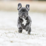 facts about french bulldogs