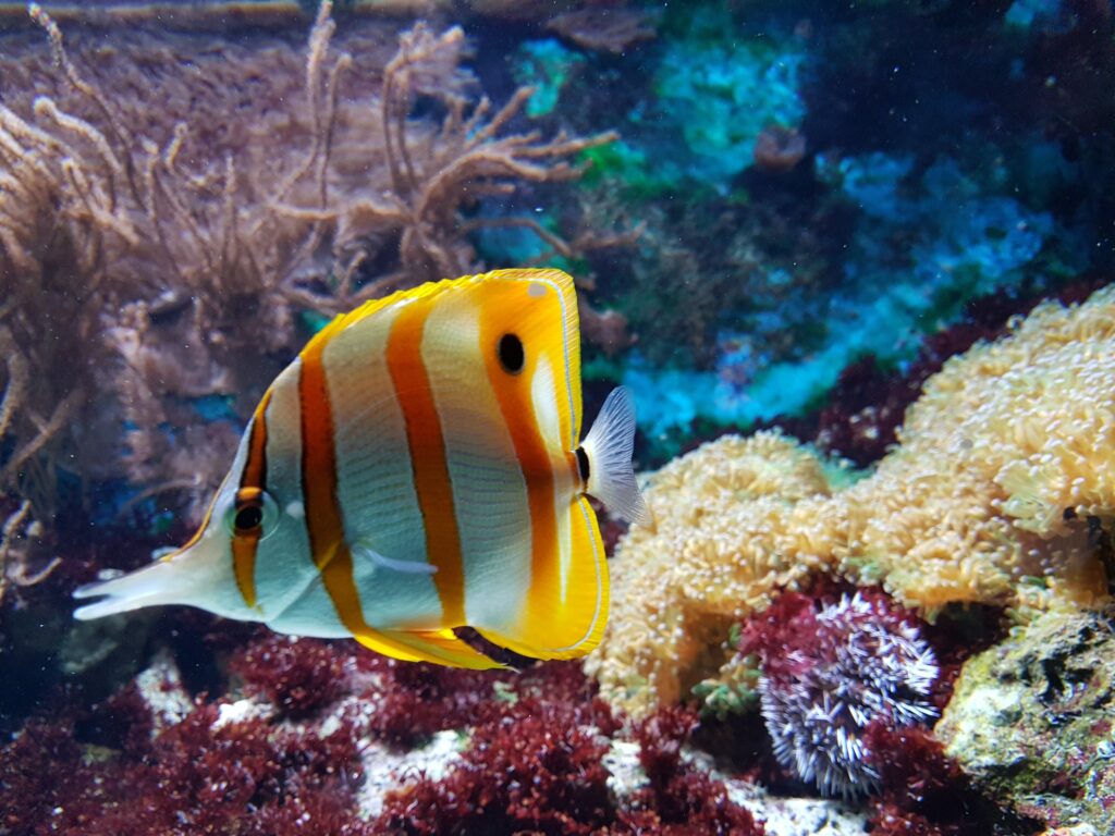 saltwater aquariums