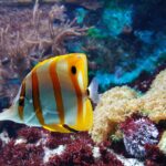saltwater aquariums