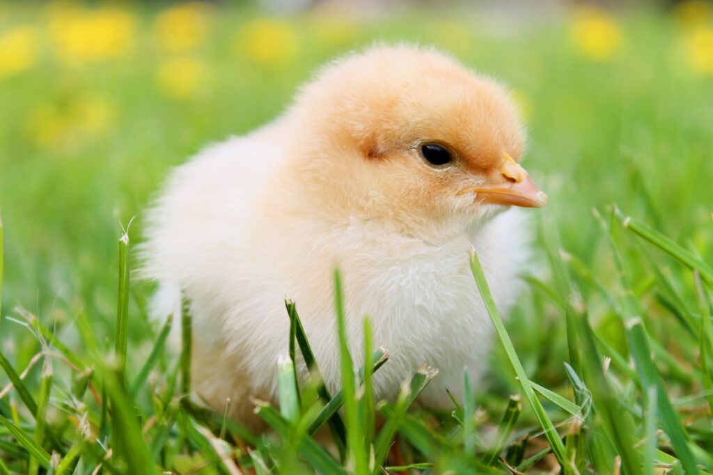 what to feed chicks