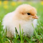 what to feed chicks