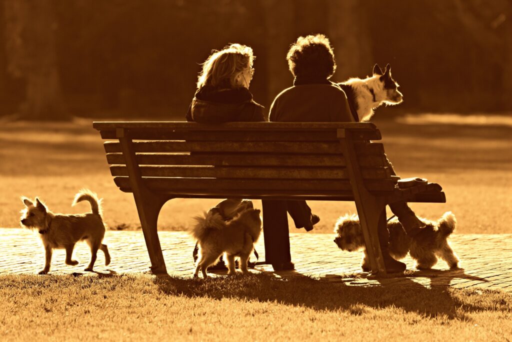 dog park design