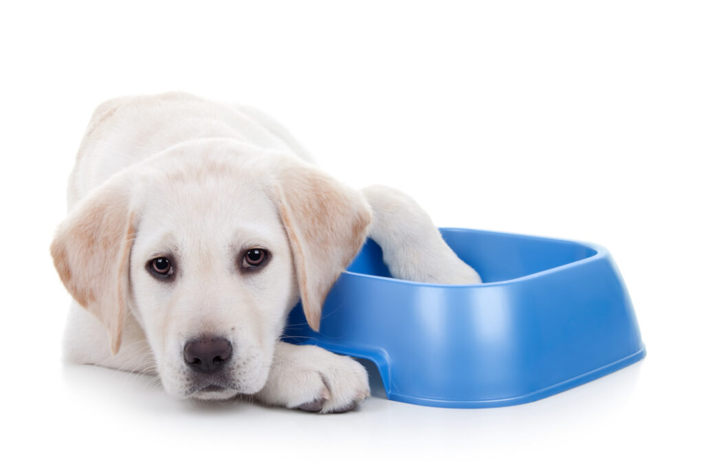 How Much Should I Really Be Feeding My Dog?