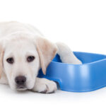 How Much Should I Really Be Feeding My Dog?