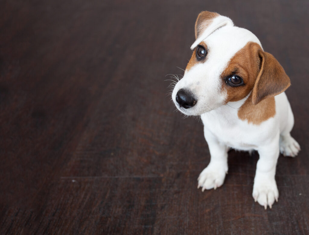 How to Stop Your Dog From Peeing in the House
