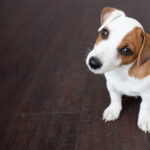 How to Stop Your Dog From Peeing in the House
