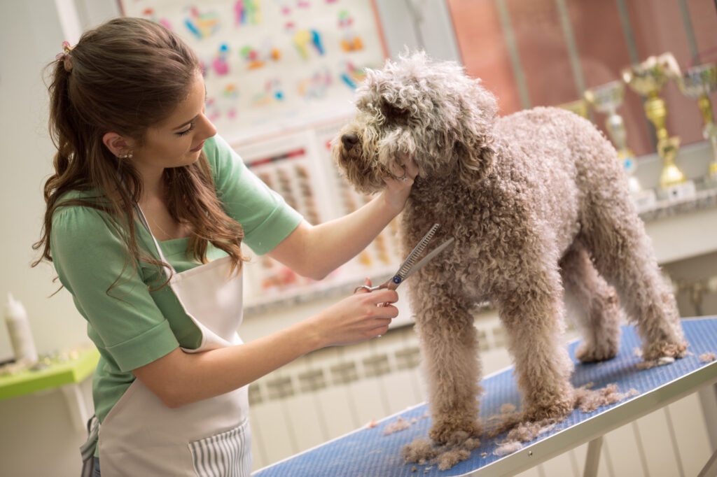 pet grooming with scissors