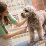 pet grooming with scissors