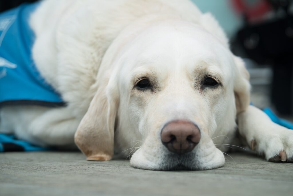types of dog cancer