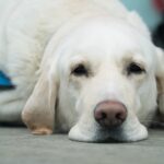 types of dog cancer