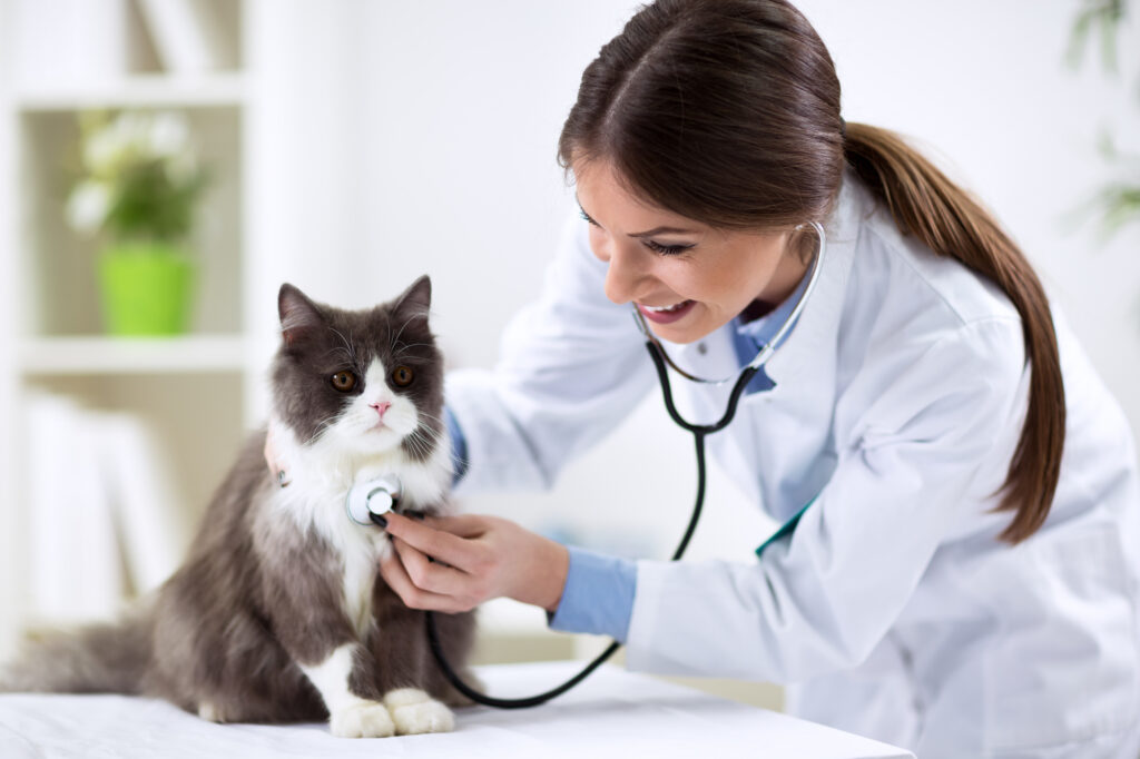 pet insurance