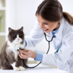 pet insurance