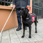 working dogs