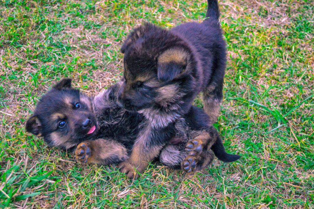 puppy training