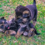 puppy training